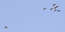 Mallards 0381